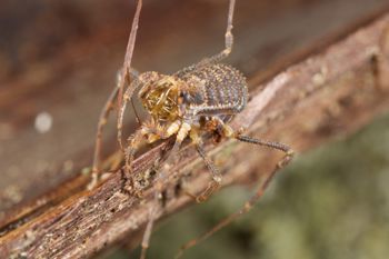 Media type: image;   Invertebrate Zoology 49771